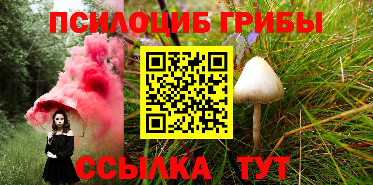 Псилоцибиновые грибы Psilocybine cubensis Светлоград